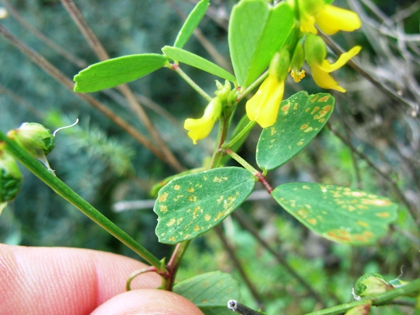 Trigonella elegans(= Melilotus elegans) / Meliloto elegante